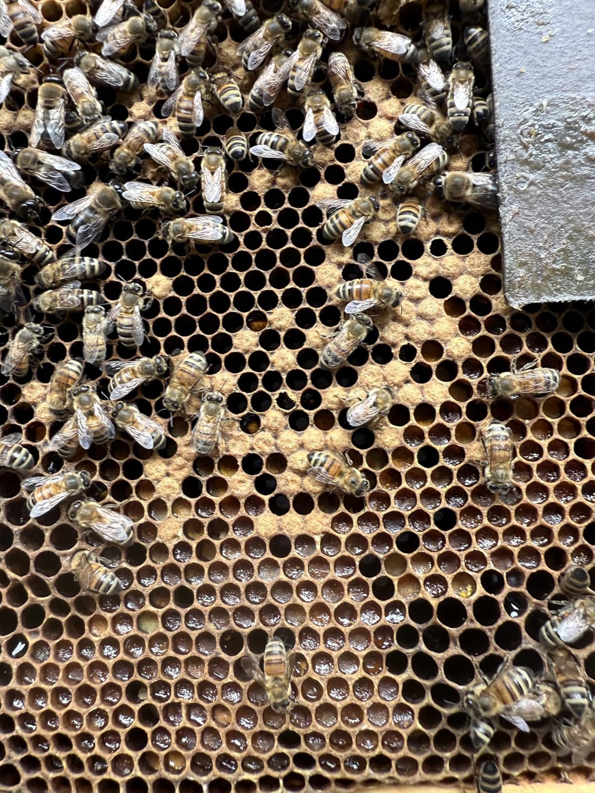 Varroxsan Oxalic Acid Strips Varroa Mite Treatment for Beehives, 20 Strips customer photo 1