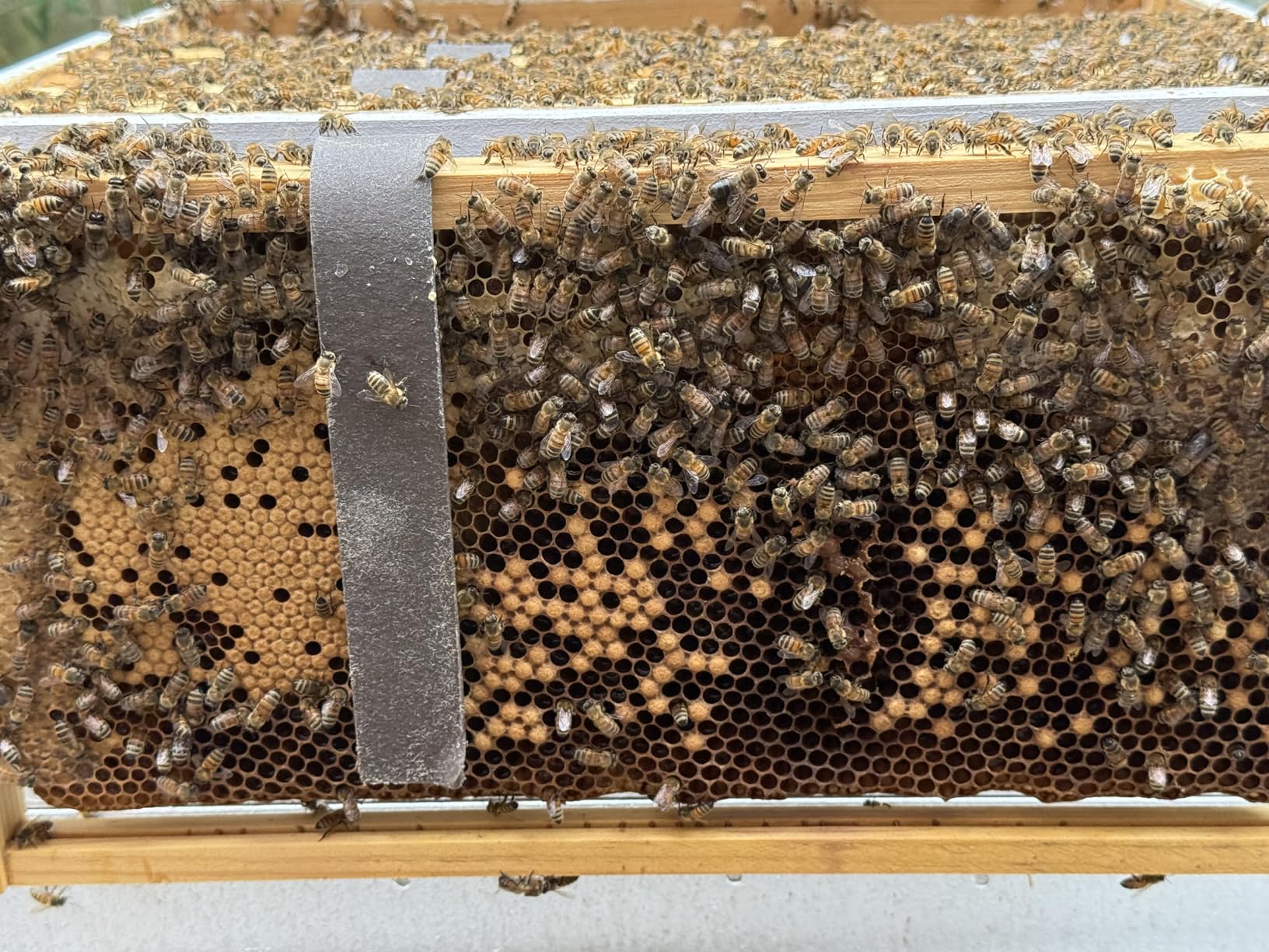 Varroxsan Oxalic Acid Strips Varroa Mite Treatment for Beehives, 20 Strips customer photo 2