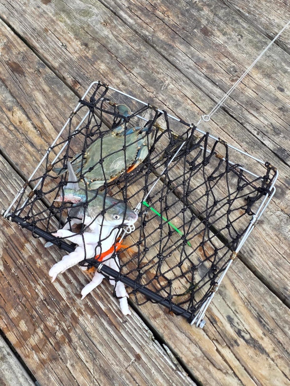 QualyQualy Castable Crab Trap Kit Foldable Crabbing Net w/Rope & Bait Clip customer photo 2