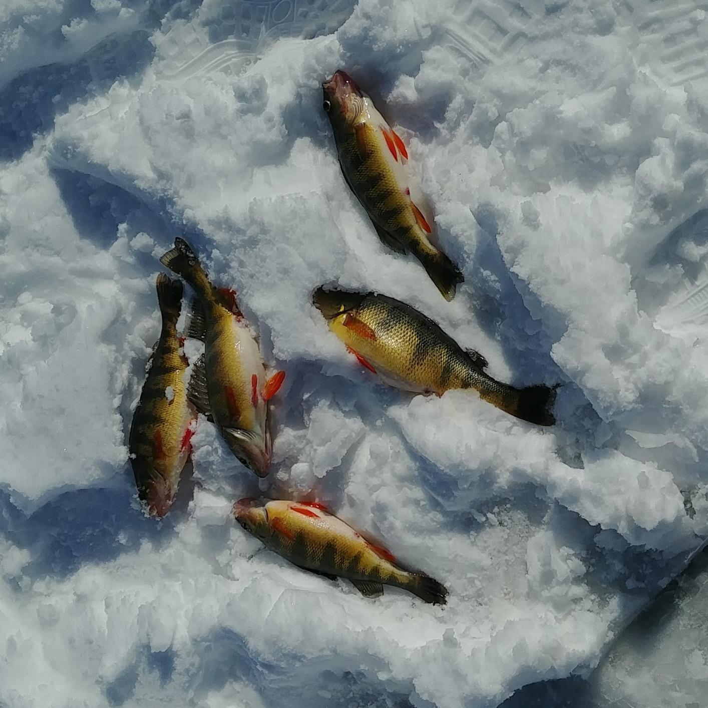 Rapala Vertical Jigging Rap – Fishing Lure – Fishing Jigging Lure customer photo 2