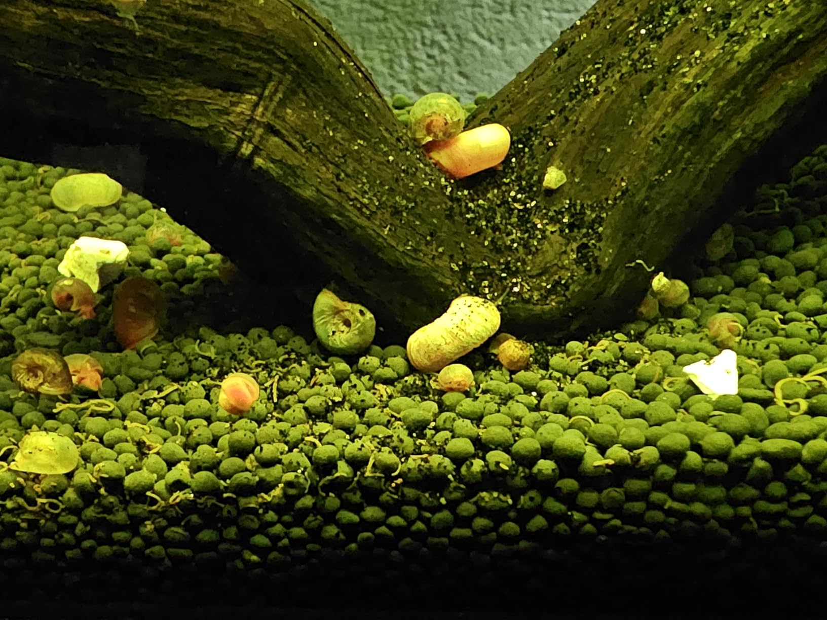 Upgraded Aquarium Soil Water Grass Mud, Ideal for Fish Tank Aquascaping Aquarium Substrate Soil for Plants and Shrimps, No Need to Wash (4.4 Pounds) customer photo 1