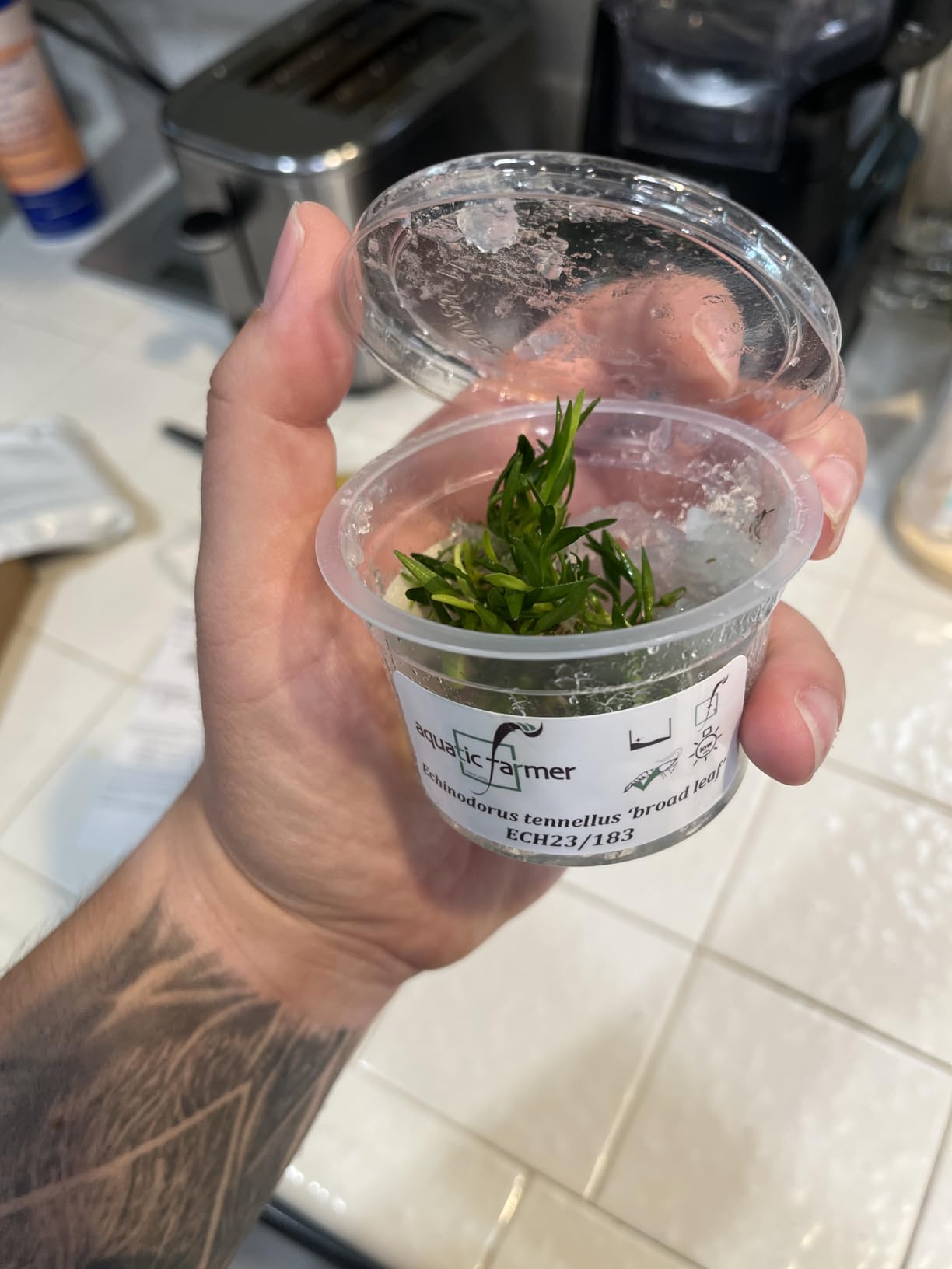 SubstrateSource Live Plant - Helanthium tenellum 'Broad Leaf' - Foreground Rosette with Bright Green Leaves, Snail-Free in Vitro Aquarium Plant - Tissue Culture customer photo 1