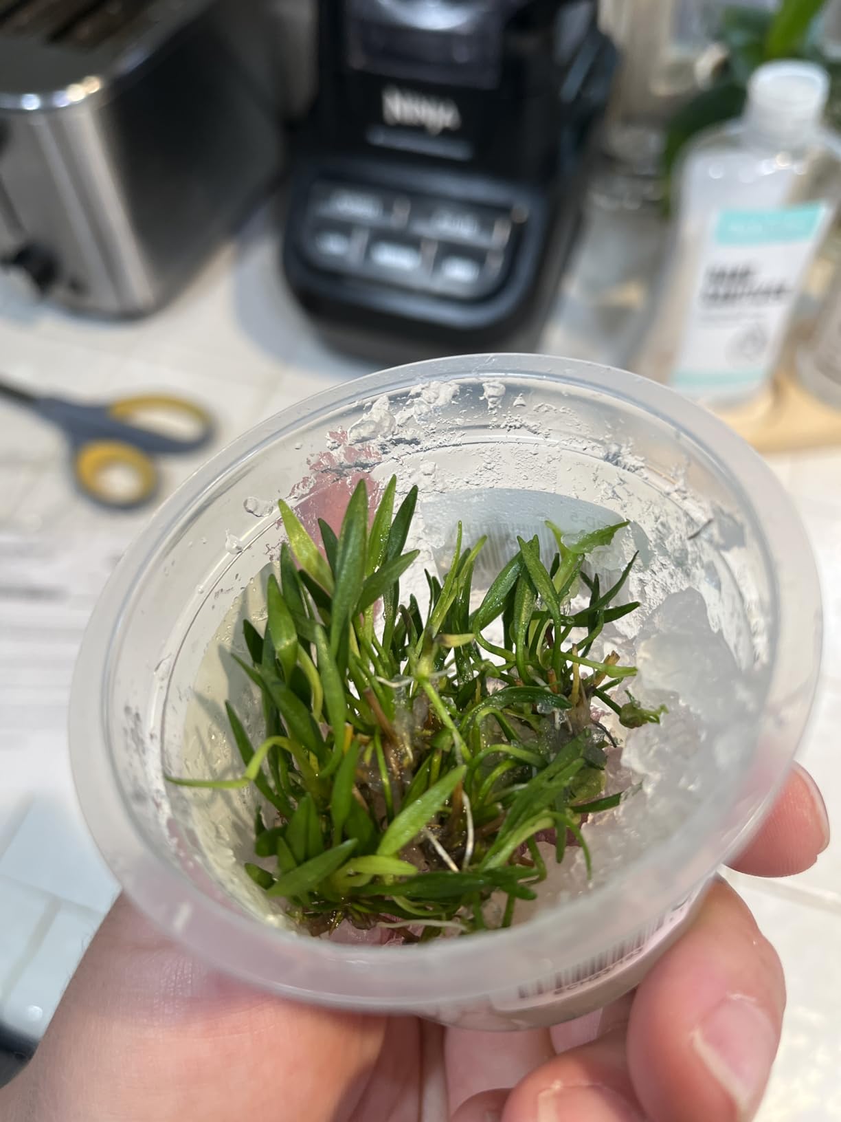 SubstrateSource Live Plant - Helanthium tenellum 'Broad Leaf' - Foreground Rosette with Bright Green Leaves, Snail-Free in Vitro Aquarium Plant - Tissue Culture customer photo 2