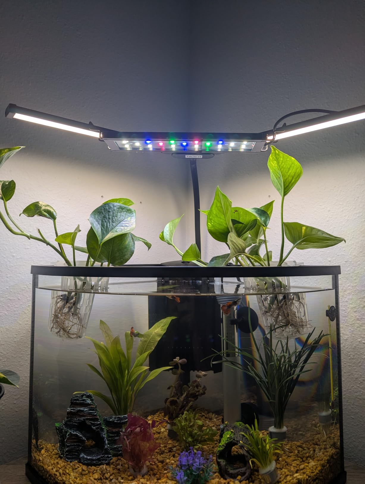 Borlech New Upgraded Large Aquarium Plant Holder with 1.57-inch Extension Hooks and Suction Cups for Fish Tank Aquaponic Plant Cultivation and Aquascape Accessories Decorations (2 Pack) Transparent customer photo 1