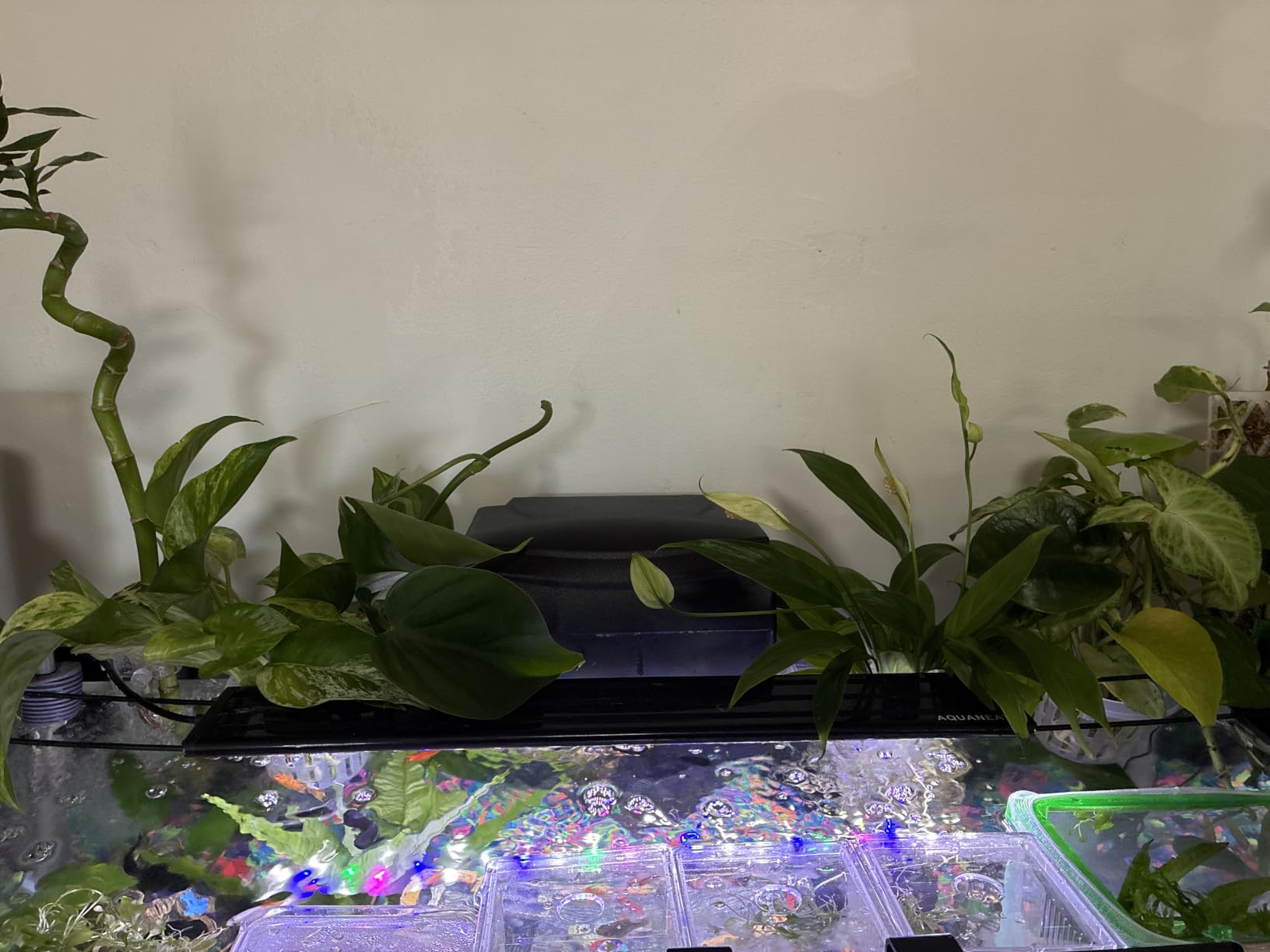 Borlech New Upgraded Large Aquarium Plant Holder with 1.57-inch Extension Hooks and Suction Cups for Fish Tank Aquaponic Plant Cultivation and Aquascape Accessories Decorations (2 Pack) Transparent customer photo 2