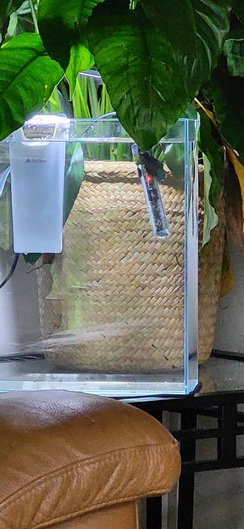 Vimvins 3 Gallon Glass Fish Tank, Easy to Maintain Small Aquarium for Betta/Snails/Shrimp and Aquatic Planting. customer photo 2