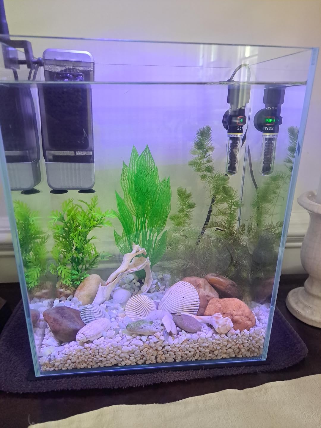Vimvins 5 Gallon Glass Fish Tank, Easy to Maintain Small Aquarium for Betta/Snails/Shrimp and Aquatic Planting. customer photo 1
