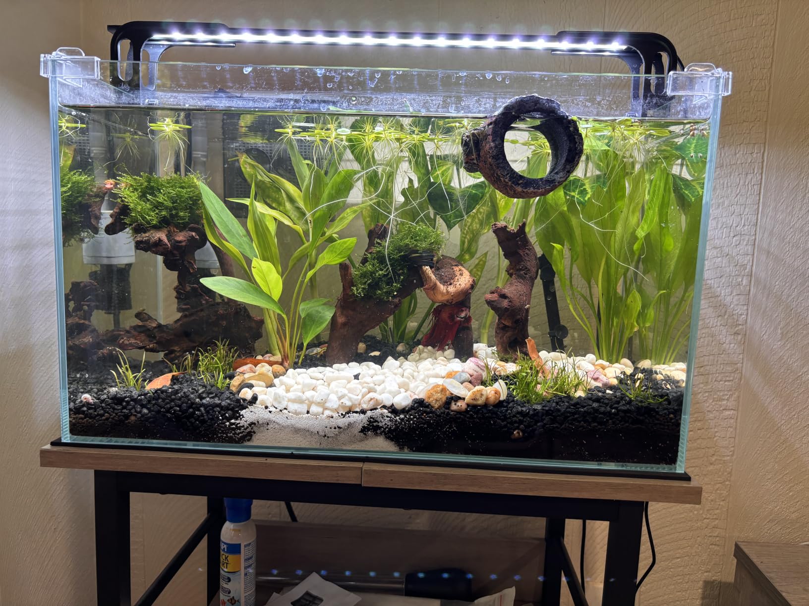Vimvins 5 Gallon Glass Fish Tank, Easy to Maintain Small Aquarium for Betta/Snails/Shrimp and Aquatic Planting. customer photo 2