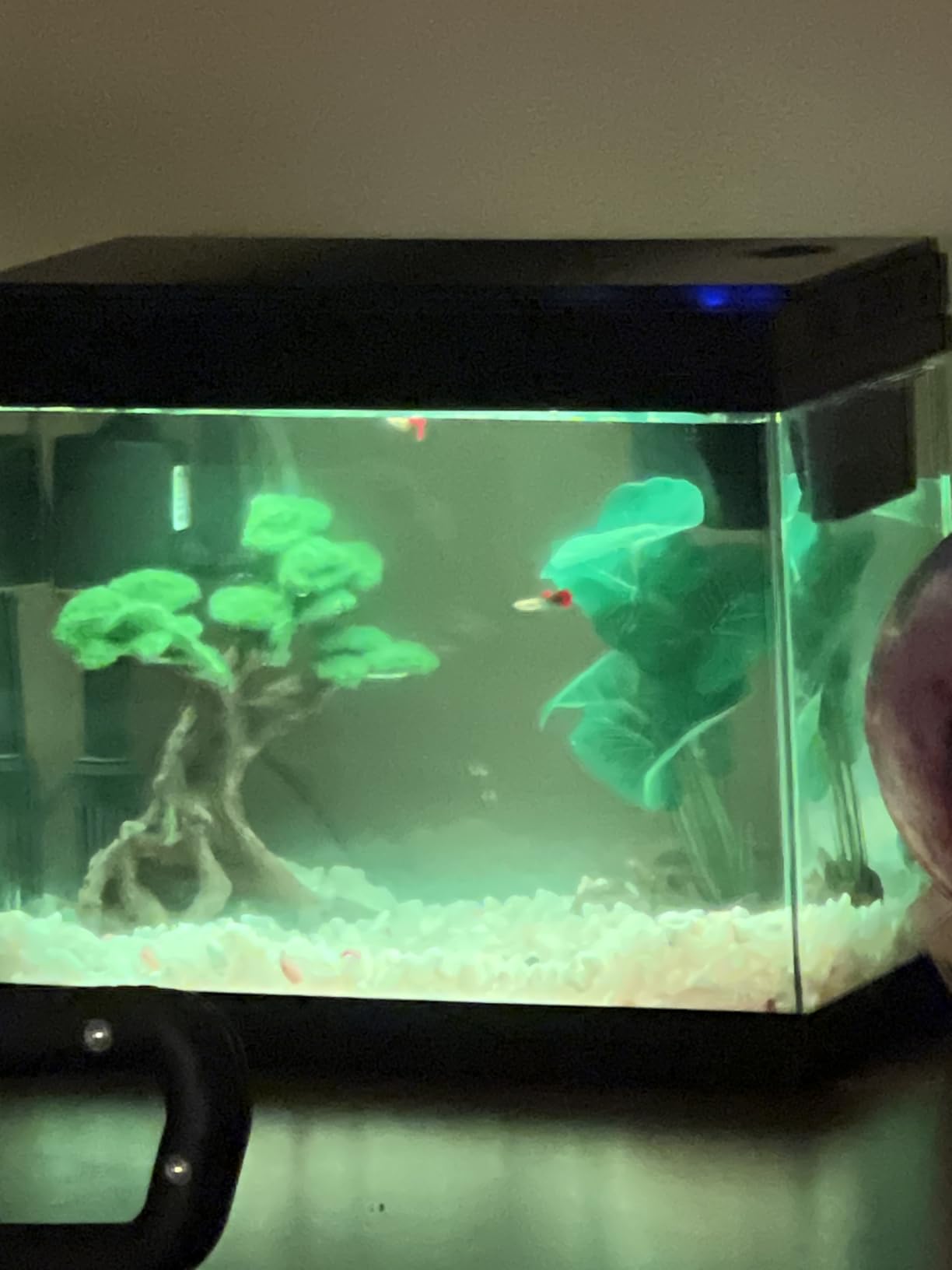 Ultra Fresh Apex Guppy Fish Food, Growth Formula with Natural Ingredients & Whole Nutrition 4.23oz customer photo 2