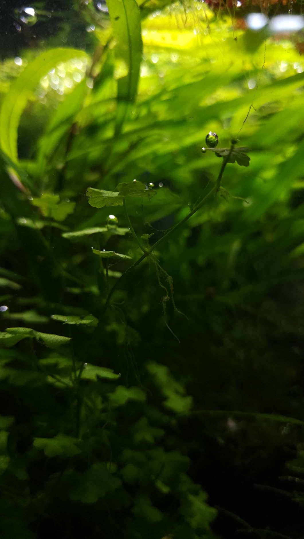 Upgraded 2L/5L Aquarium CO2 Generator System with Timer-Enabled Motor Valve, Upgrade CO2 System Kit with Quick-Release Structure for Aquarium Plants Tanks (2L) customer photo 1