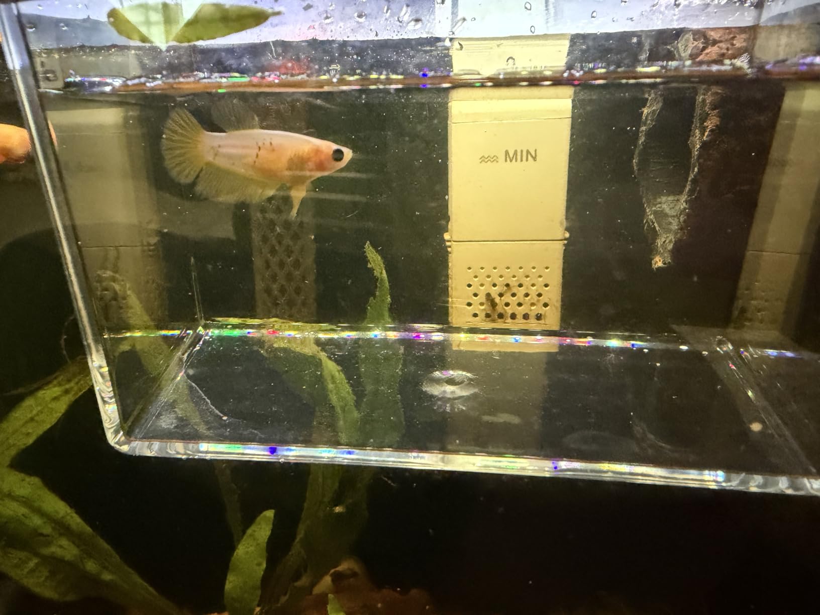 IOAOI Drip Acclimation Container for Fish & Corals – Hanging Acclimation Box for Saltwater & Freshwater Aquariums, Large customer photo 2