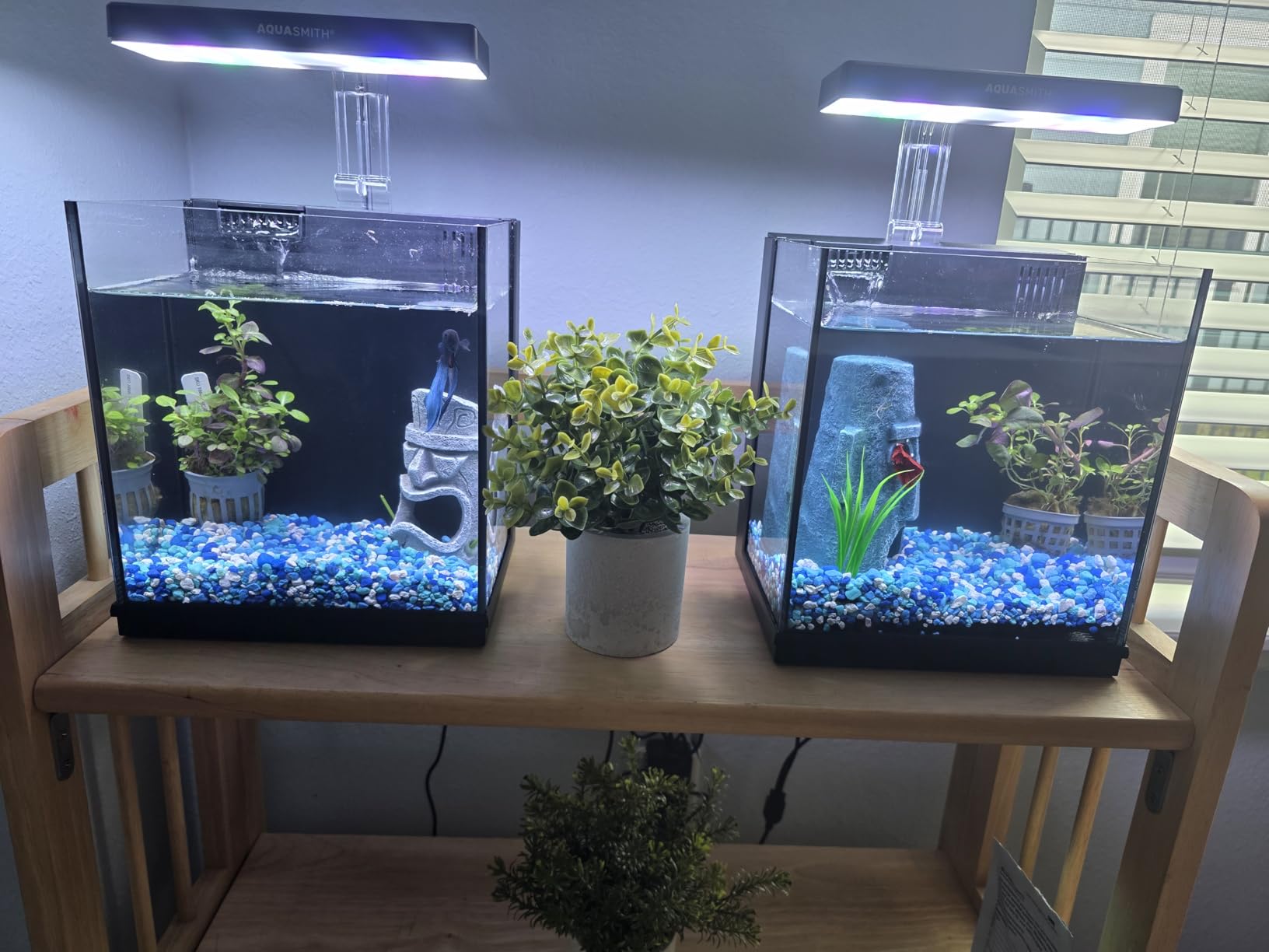 AQUASMITH Betta Fish Tank, 2 Gallon All-in-One Aquarium Kit with Filtration & LED Light, Self-Cleaning Aquarium for Beginners, Kids, Gifts for Men, Teen Boys customer photo 1