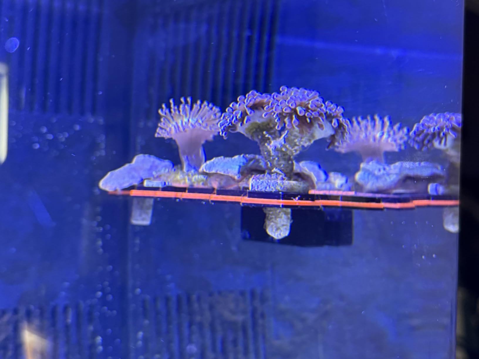 YOBBAI Magnetic Coral Frag Rack for Reef Tank, Saltwater Aquarium Frag Holder with 11 Slots & 13 Frag Plugs, Strong Magnet Glass Mount (Up to ~2cm), Multi-Use Aquarium & Hydroponic Plant / Reptile Display Stand customer photo 2
