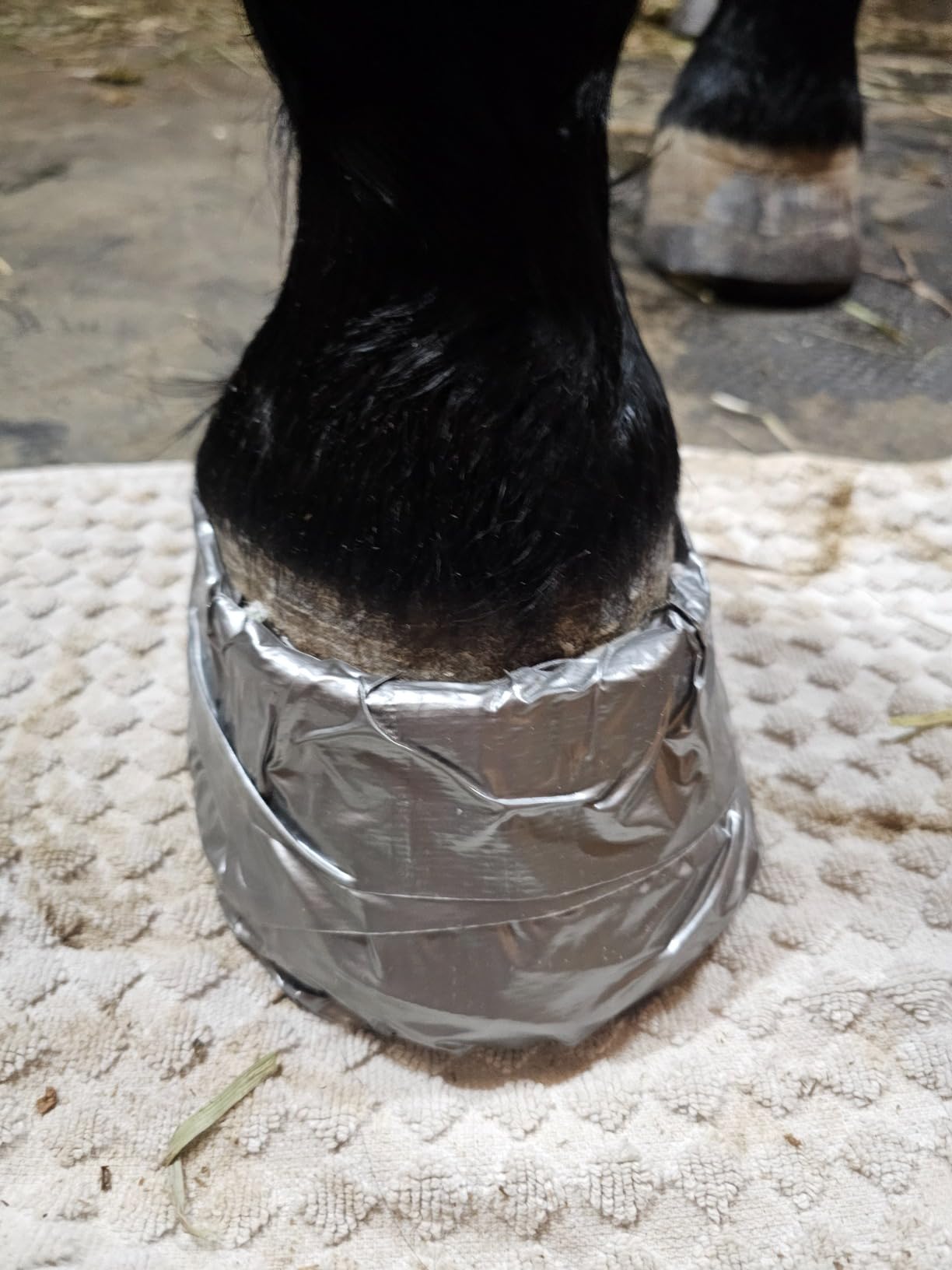 Animalintex Hoof Poultice Pads for Horses - 3 Per Pack, 3M Equine Poultice for Abscess Wounds and Hoof-Treatment - Pre Cut Hoof-Shape customer photo 1