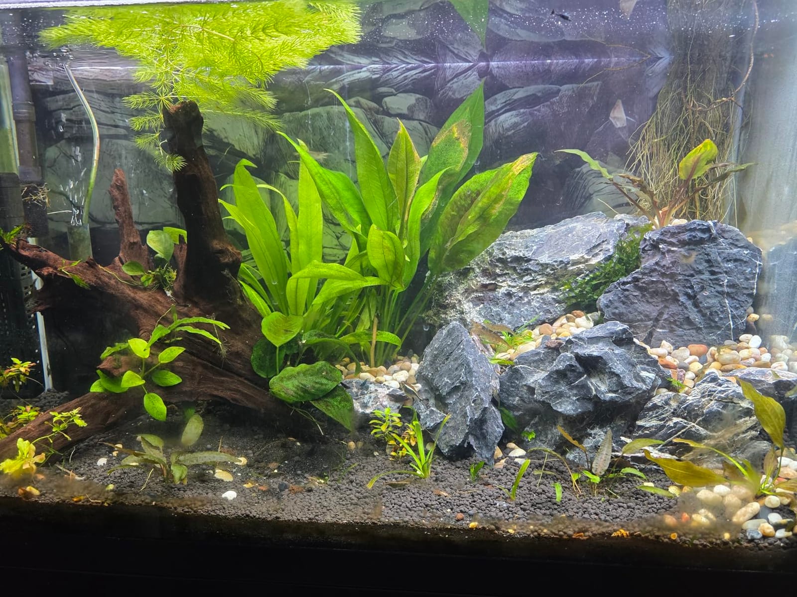 6.1-8.1 Inches Natural Seiryu Stone, 6 PCS Large Aquarium Rocks for Aquascaping, Iwagumi Layouts, Terrariums & Aquarium Décor customer photo 2