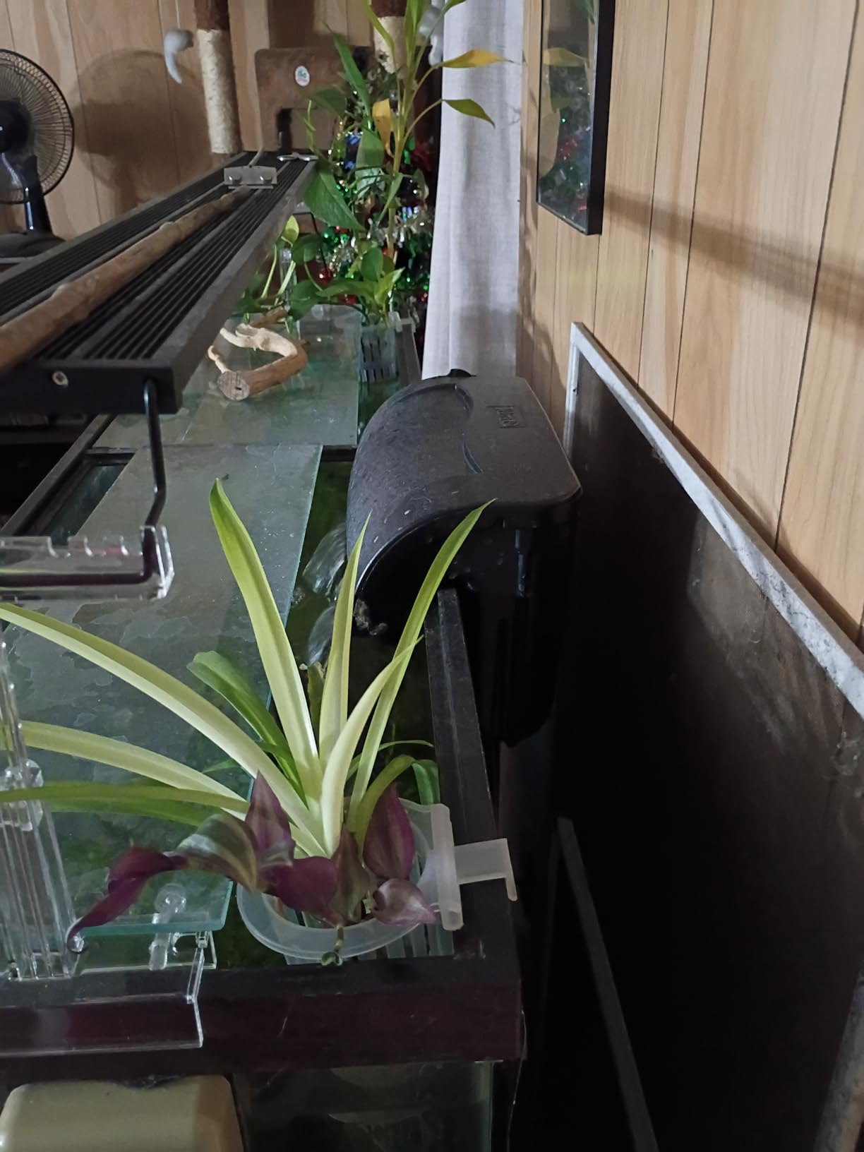 2 Pack Aquarium Plant Holder for Fish Tank with Suction Cup & Ext Hook customer photo 1