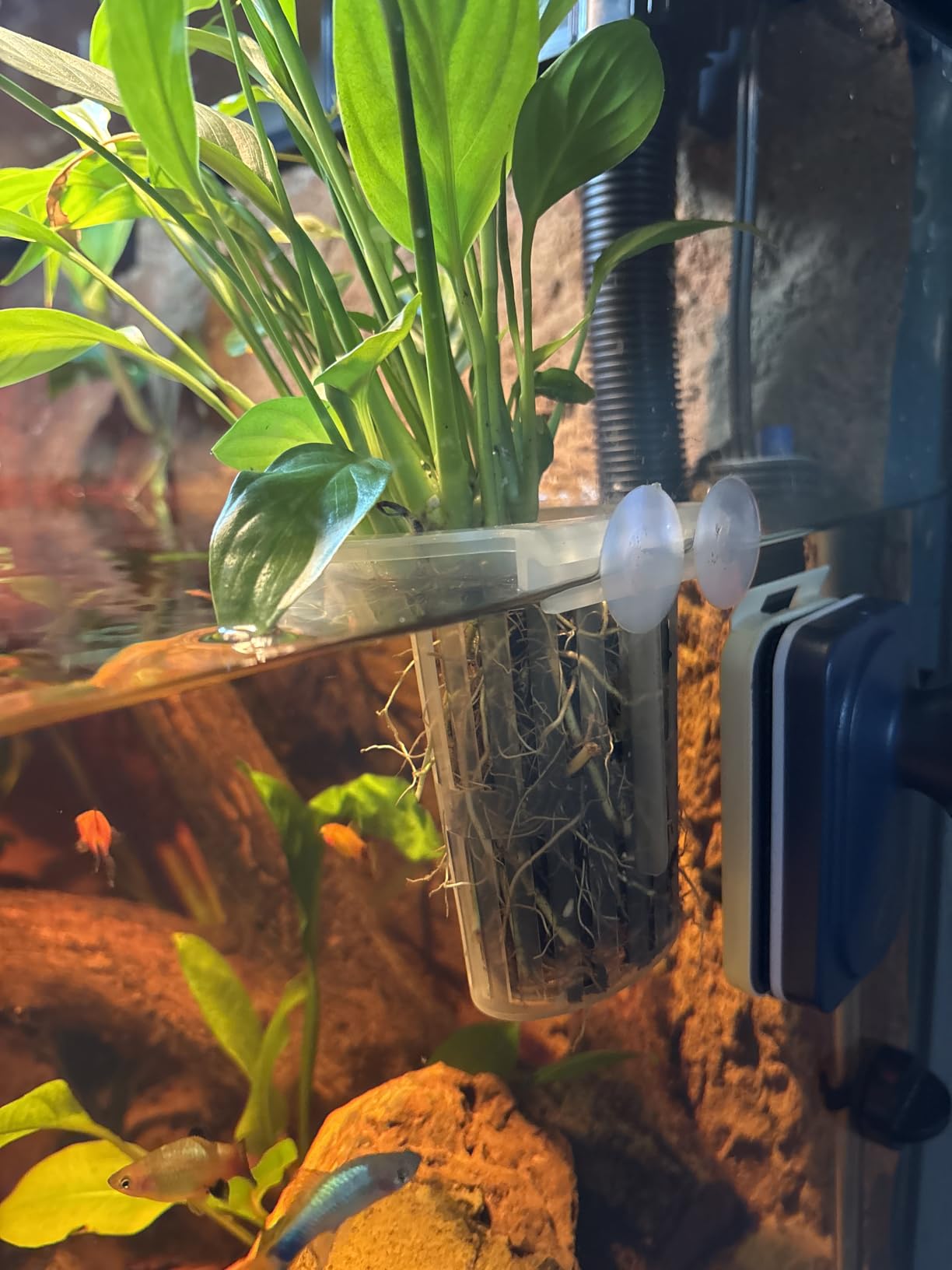 2 Pack Aquarium Plant Holder for Fish Tank with Suction Cup & Ext Hook customer photo 2