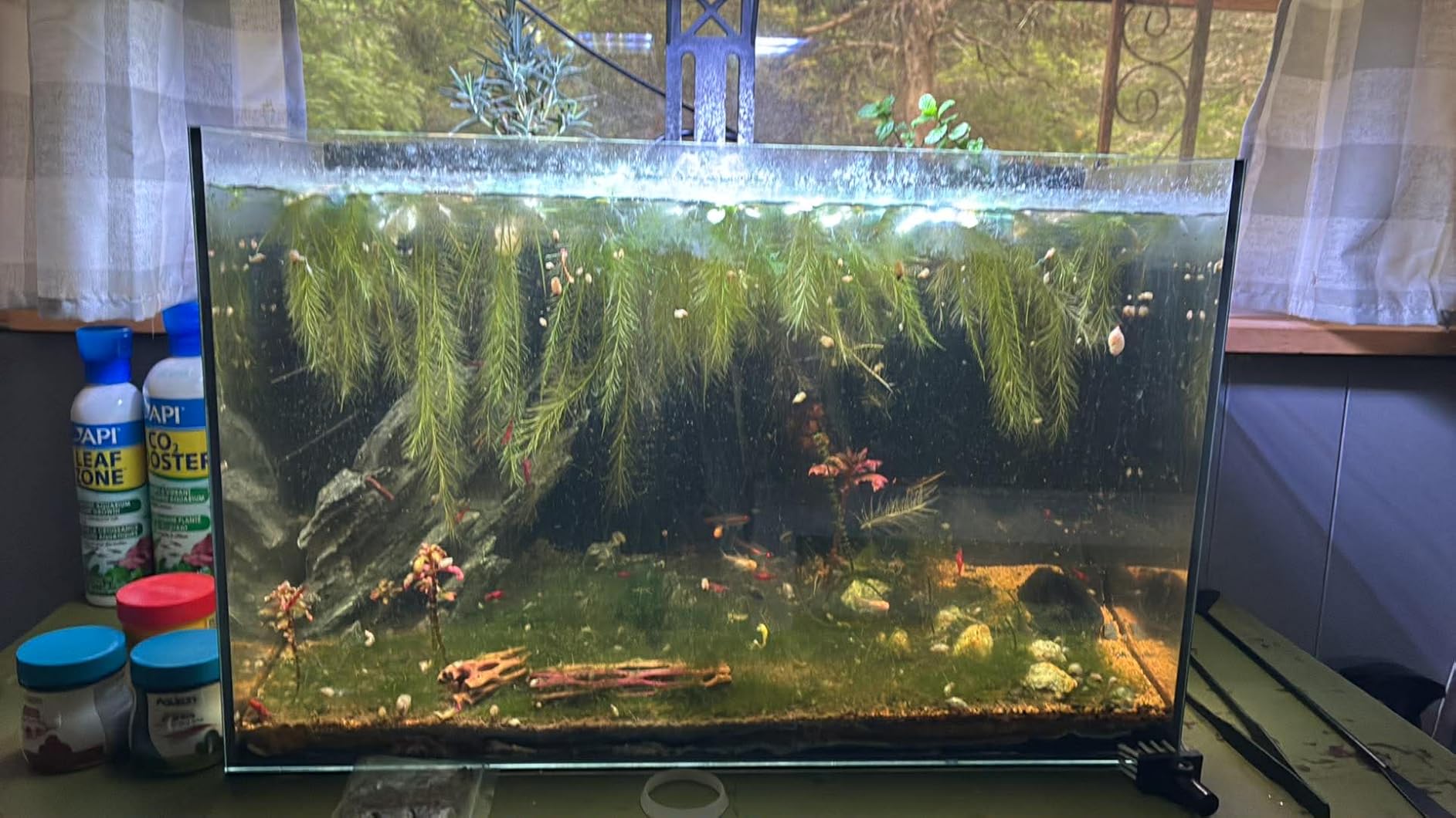 10 Gallon Glass Fish Tank Open-Back Lid, Aquarium Fish Bowl Cube for Betta Goldfish Snails Shrimp Aquatic Planting, Ultra Clear Rimless Low Iron customer photo 1