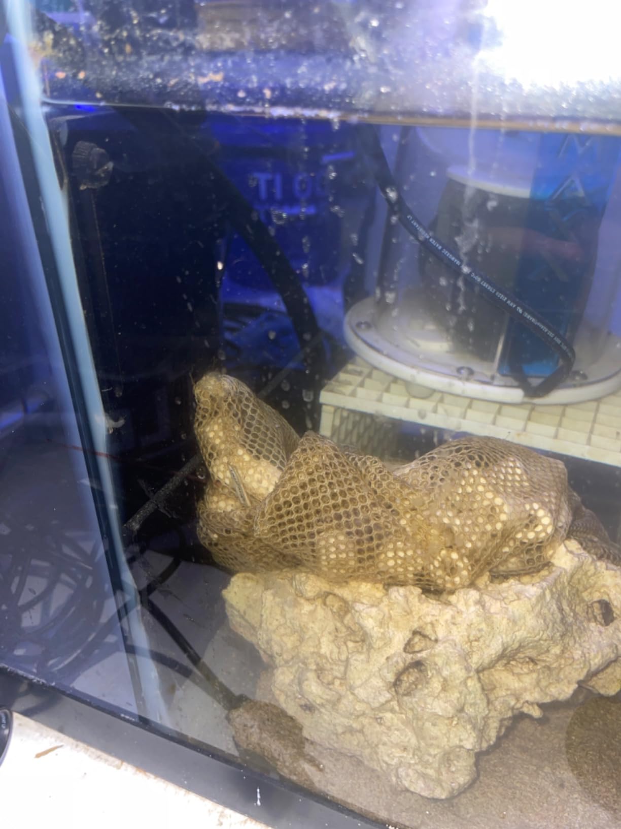 Adjustable Sump Baffle Kit - Refugium Kit for 29 Gallon Tank - Reef Aquarium - Saltwater Aquarium Filter System- Protein Skimmer Sump (29 gal. Tank) customer photo 1