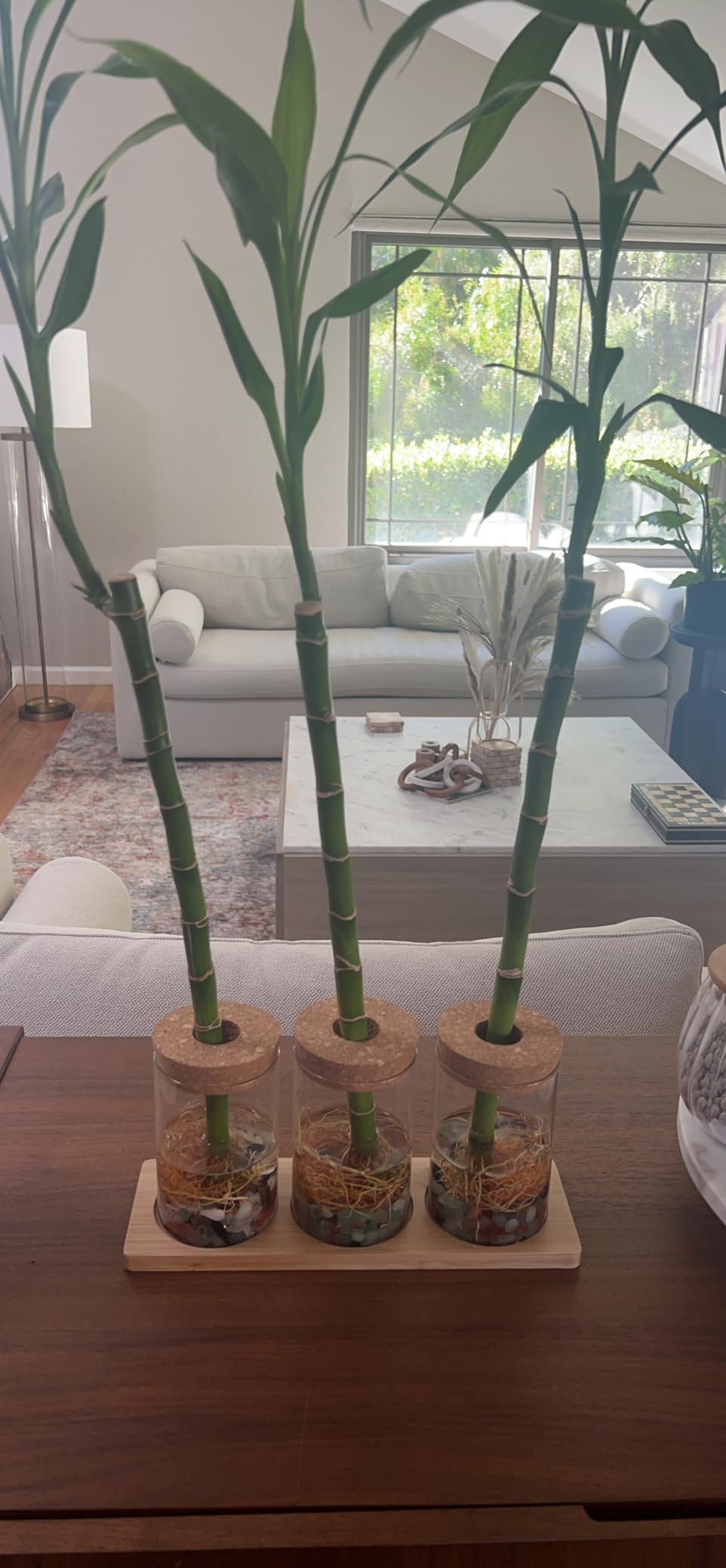 Plants Propagation Station customer photo 1