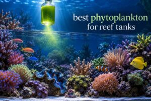best phytoplankton for reef tanks