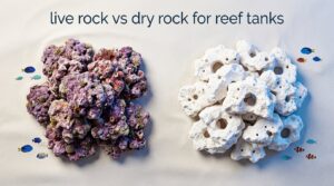 live rock vs dry rock for reef tanks