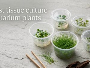 best tissue culture aquarium plants