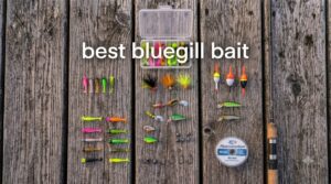 best bluegill bait