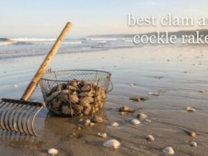best clam and cockle rakes
