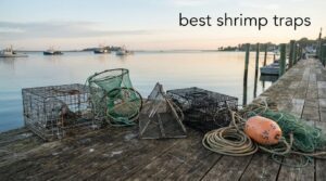 best shrimp traps