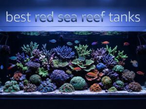 best red sea reef tanks