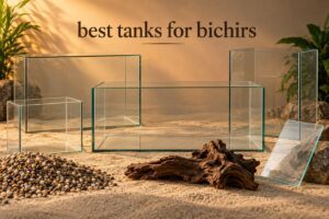 best tanks for bichirs