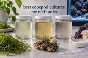 best copepod cultures for reef tanks