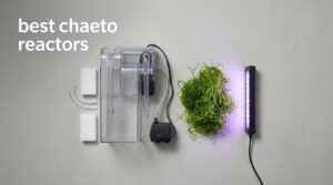 best chaeto reactors
