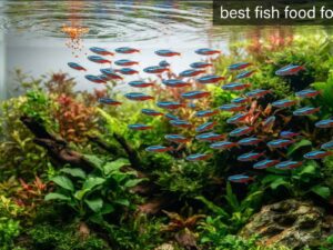 best fish food for tetras
