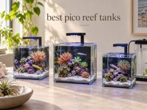 best pico reef tanks
