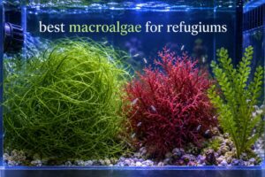 best macroalgae for refugiums