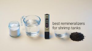 best remineralizers for shrimp tanks
