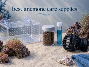 best anemone care supplies