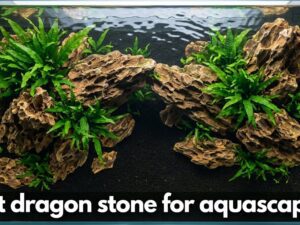 best dragon stone for aquascaping