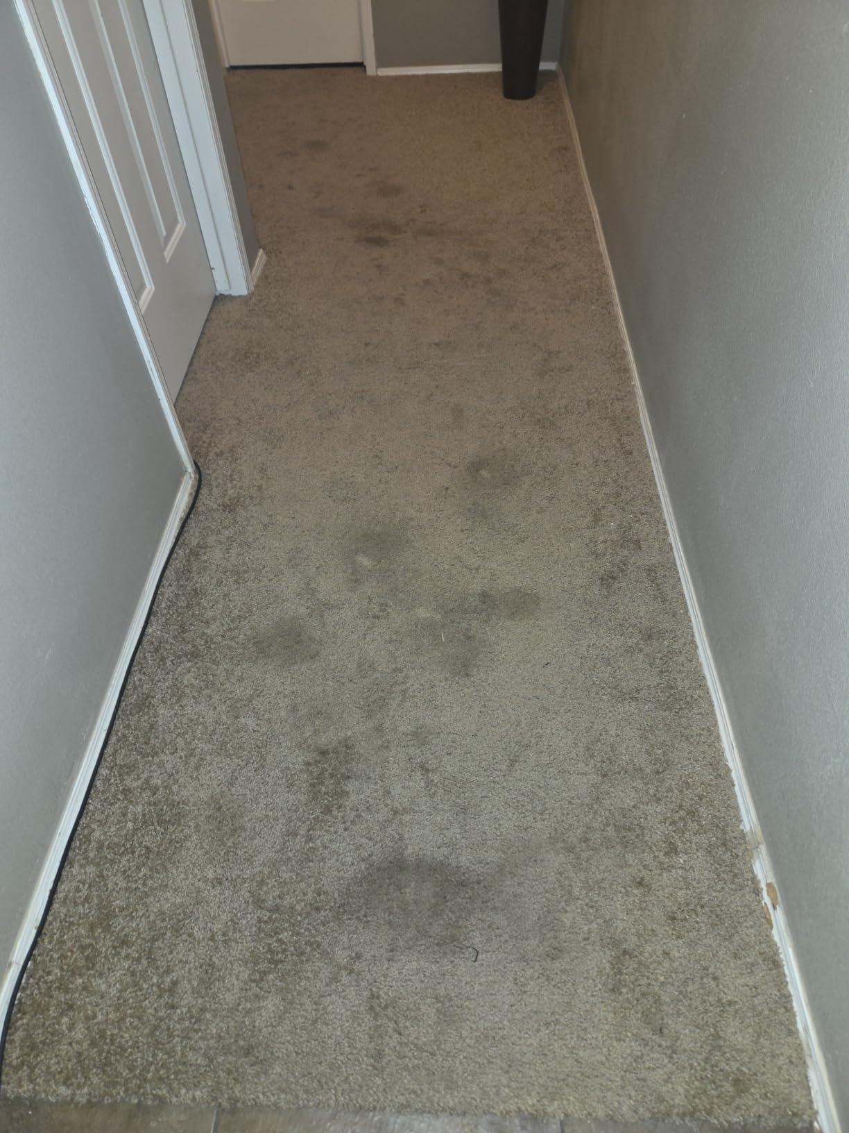 Hoover PowerDash Pet Compact Carpet Cleaner Machine, Lightweight Design customer photo 2