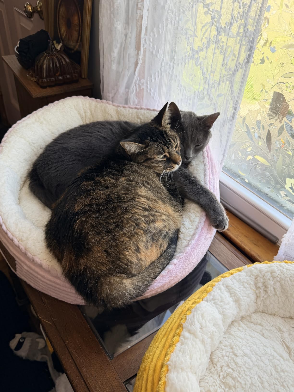 Love's cabin Round Donut Cat and Dog Cushion Bed, 20in Bed for Cats or Small Dogs, Anti-Slip & Water-Resistant Bottom, Super Soft Durable Fabric Pet Beds, Washable Luxury Cat & Dog Bed Gray customer photo 2