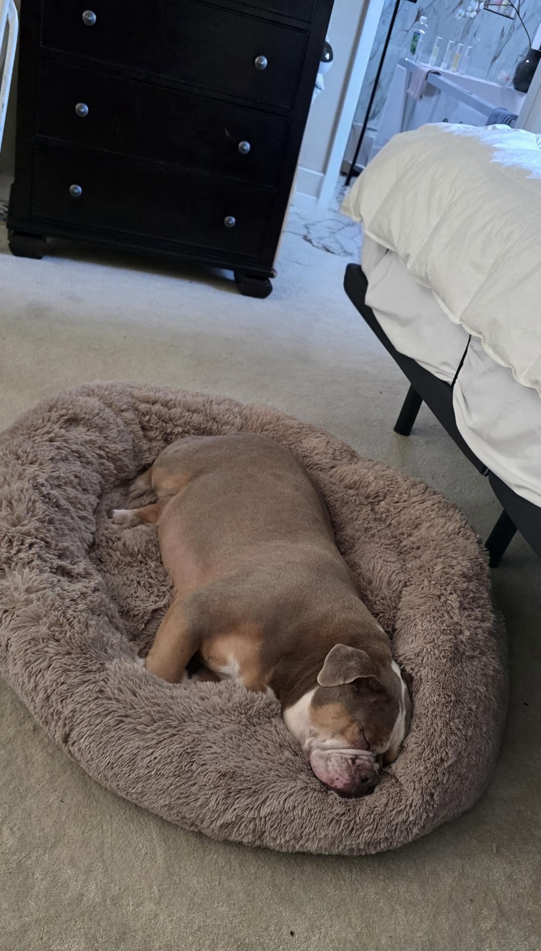 Bedsure Calming Small Dog Bed Donut Washable Cat＆Puppy Bed,23 inches Camel customer photo 1