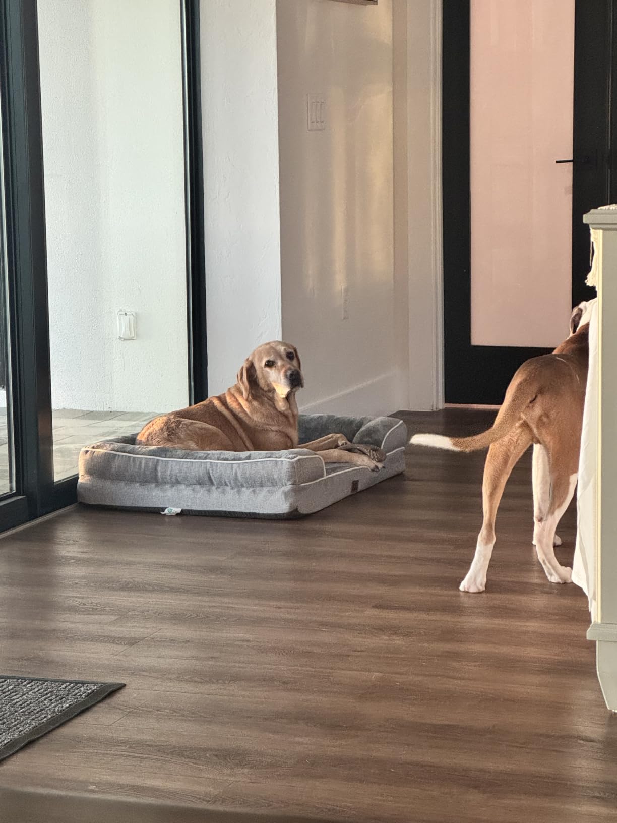 EHEYCIGA Orthopedic Dog Beds Large Sized Dog, Waterproof Memory Foam Pet Bed with Sides, Non-Slip Bottom Large Pet Bed with Washable Removable Cover, Grey customer photo 1