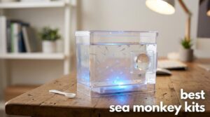 best sea monkey kits