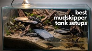 best mudskipper tank setups