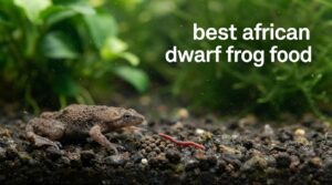 best african dwarf frog food