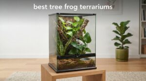 best tree frog terrariums
