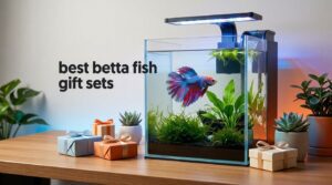 best betta fish gift sets
